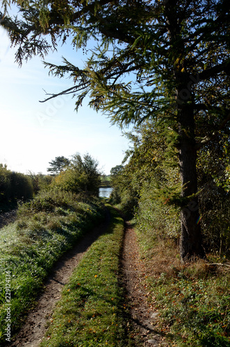 Landscape where a narrow overgrown wheeltrack leads to a lake.