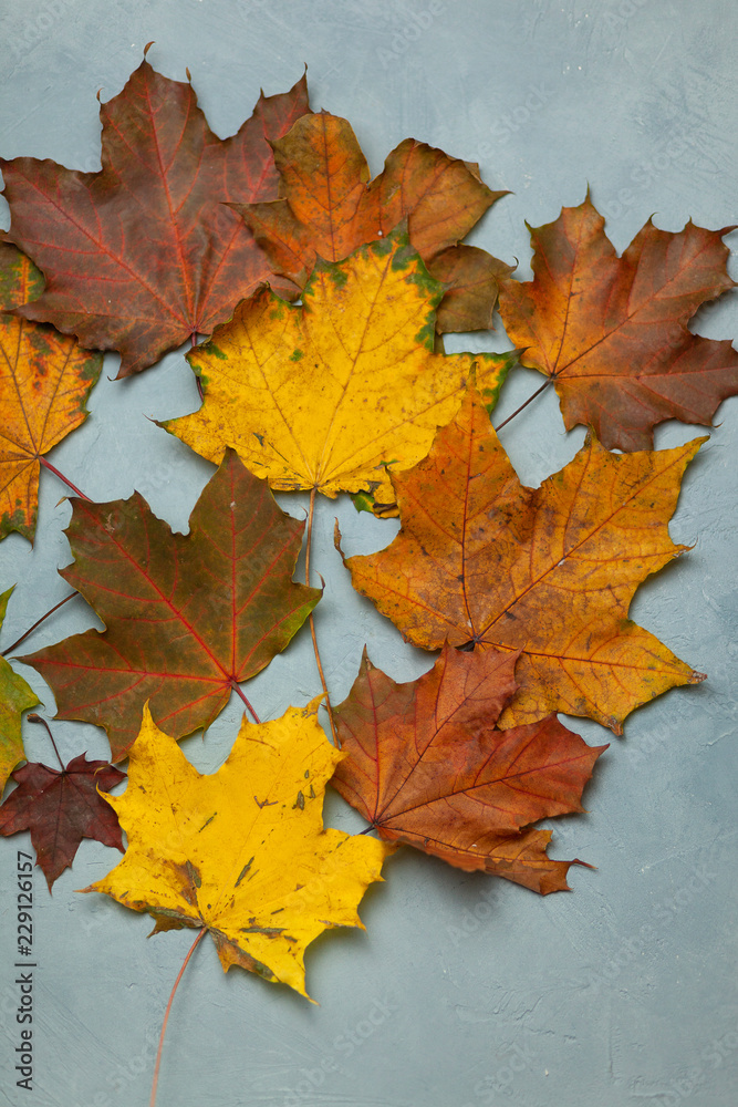 Colorful maple leaves on blue background. Autumn composition. Postcard. Decor
