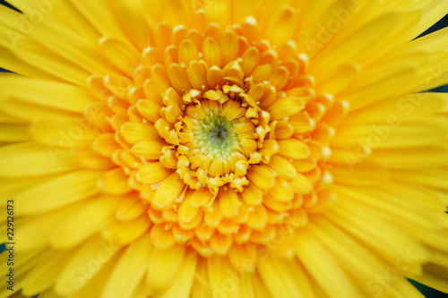 Fototapeta Naklejka Na Ścianę i Meble -  close up yellow gerbera flower detail with pollen nature background