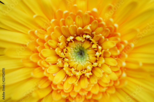 close up yellow gerbera flower detail with pollen nature background