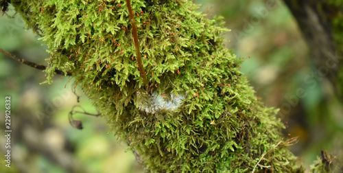 Green moss on the tree. Biology and plants in the forest