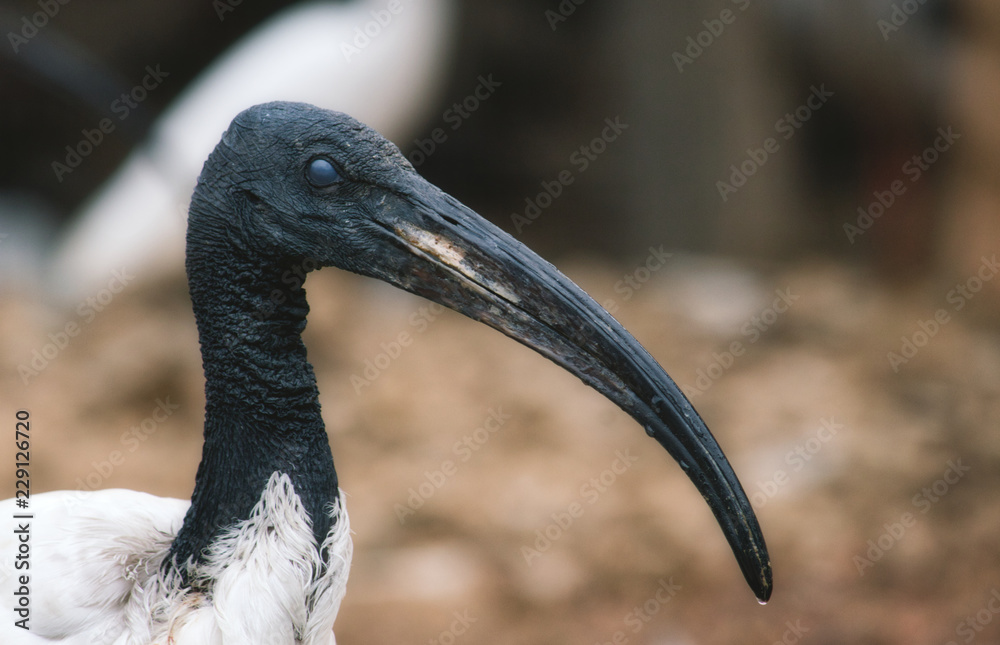 Obraz premium African sacred ibis long billed bird