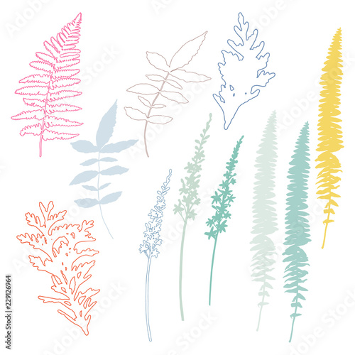 Botanical illustration with herbs, plants, flowers and leaves. Isolated vecto...