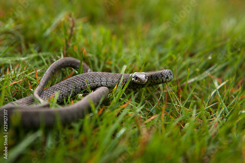 Grass Snake, shallow depth of field with focus on its head