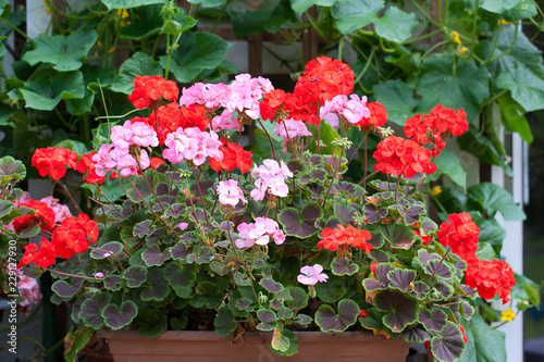 Fototapeta Naklejka Na Ścianę i Meble -  Red and Pink Geranium Plants in Long plant trough