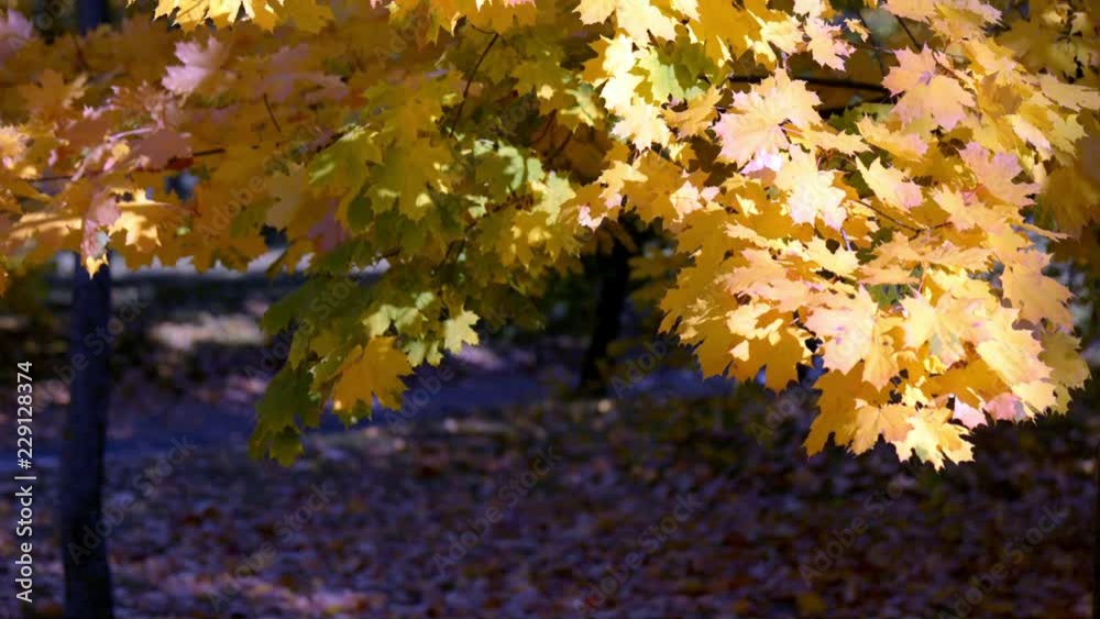 Autumn background-yellow maple leaves in the city Park Autumn background-yellow maple leaves in the city Park