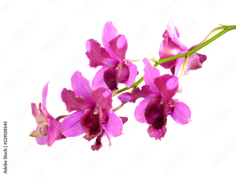 pink orchids flower  bouquet isolated on white background