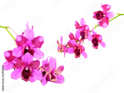 pink orchids flower bouquet isolated on white background