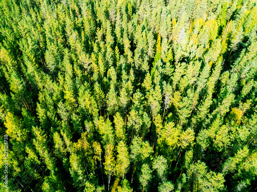 Aerial view of a green forest. Beautiful landscape. Clouds over the green forest. Aerial bird's eye trees. Aerial top view forest. Texture of forest view from above. Top view
