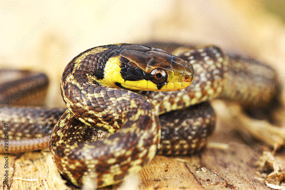 aesculapian snake on wooden stump aesculapian snake on wooden stump