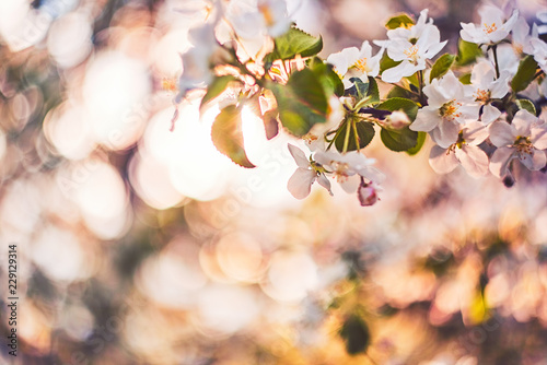 Photo of apple blossom. Spring  sunshine  happiness