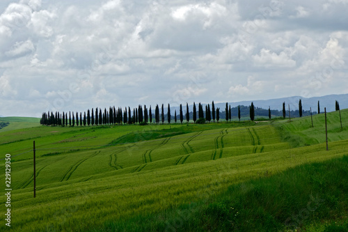 Felder und Zypressen in Val d'Orcia . Toskana