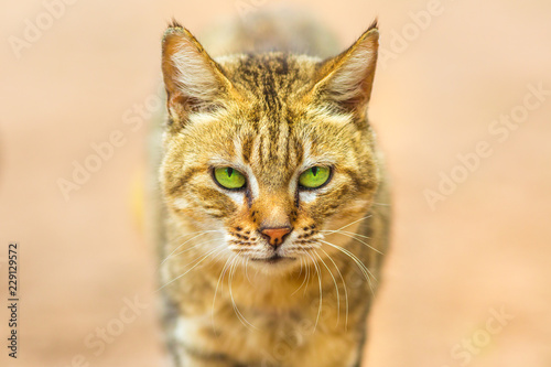 Closeup of African Wild Cat, Felis libyca. Front view of face on blurred background. Wild feline in nature habitat, South Africa.