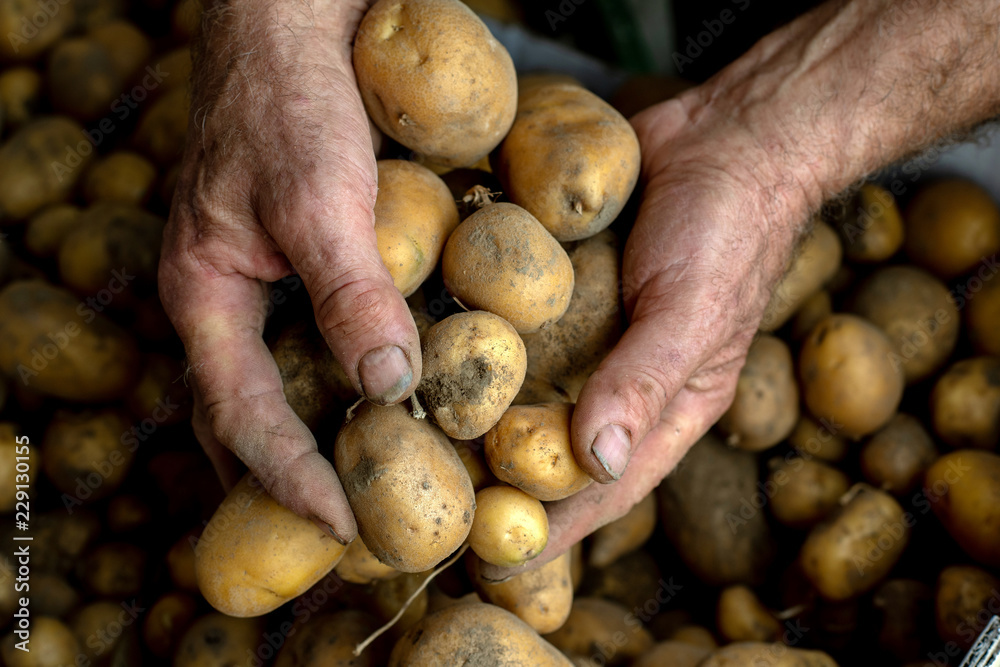 Bio Kartoffeln in Männerhänden gehalten, frisch geerntet und ungewaschen Bio Kartoffeln in Männerhänden gehalten, frisch geerntet und ungewaschen
