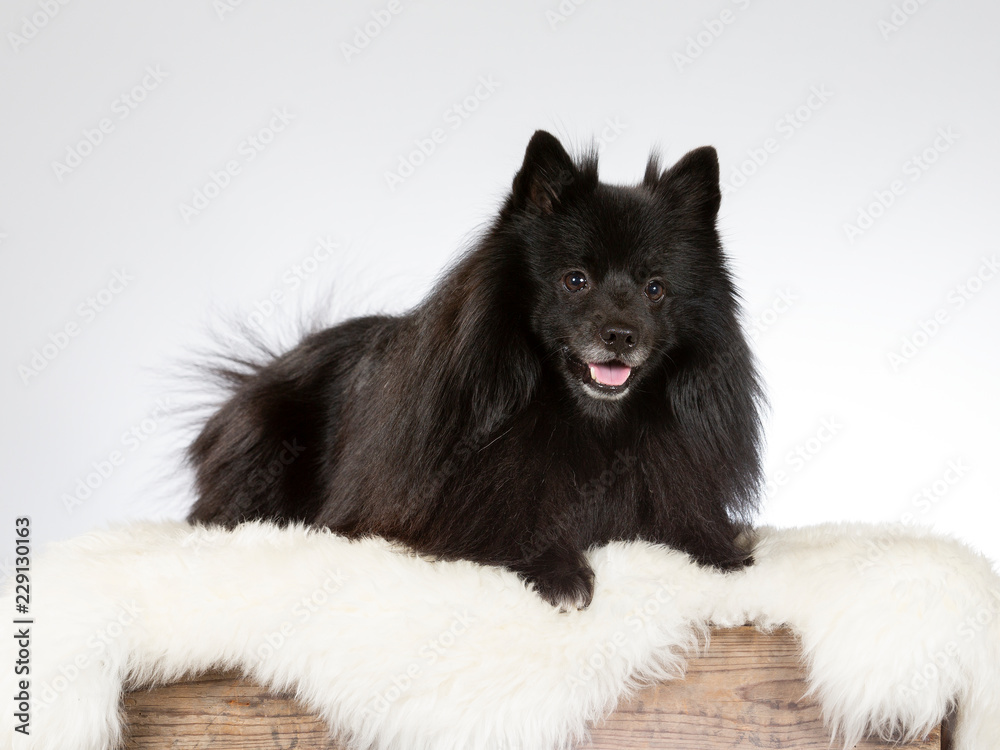 Mittelspitz dog portrait. Image taken in a studio with white background. Mittelspitz dog portrait. Image taken in a studio with white background.