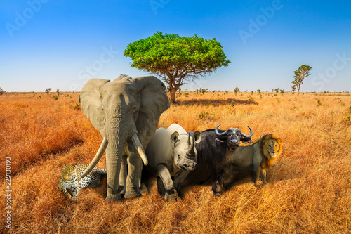 Africa safari scene with wild animals. African Big Five  Leopard  Elephant  Black Rhino  Buffalo and Lion in savannah landscape. Copy space with blue sky. Wildlife background.