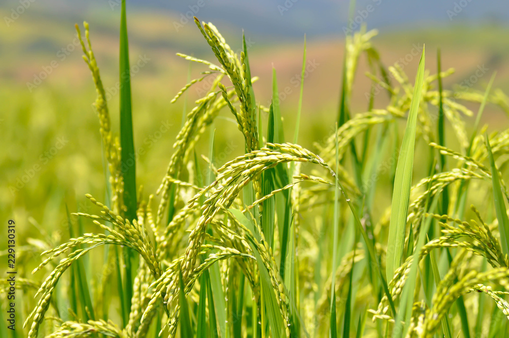 Fototapeta premium rice field or paddy field