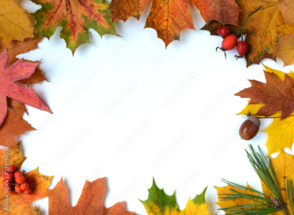 Autumn bright leaves on a white surface. With empty blank space for your text. Top view. Autumn bright leaves on a white surface. With empty blank space for your text. Top view.