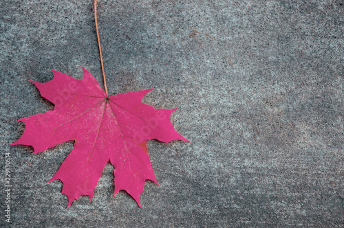 red maple leaf on the gray concrete backdrop