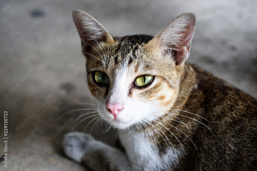 cat sitting on the floor and looking to the camera