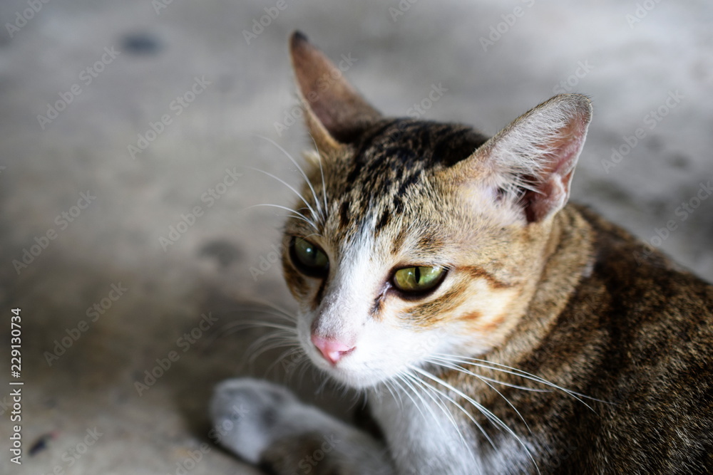 cat sitting on the floor and looking to the camera cat sitting on the floor and looking to the camera