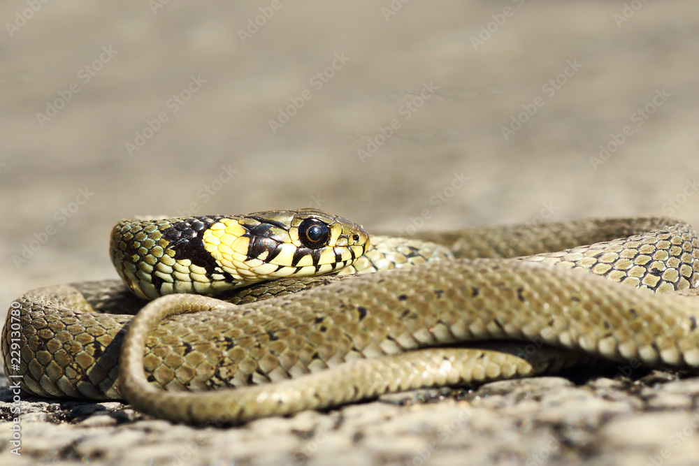 Fototapeta premium curled grass snake