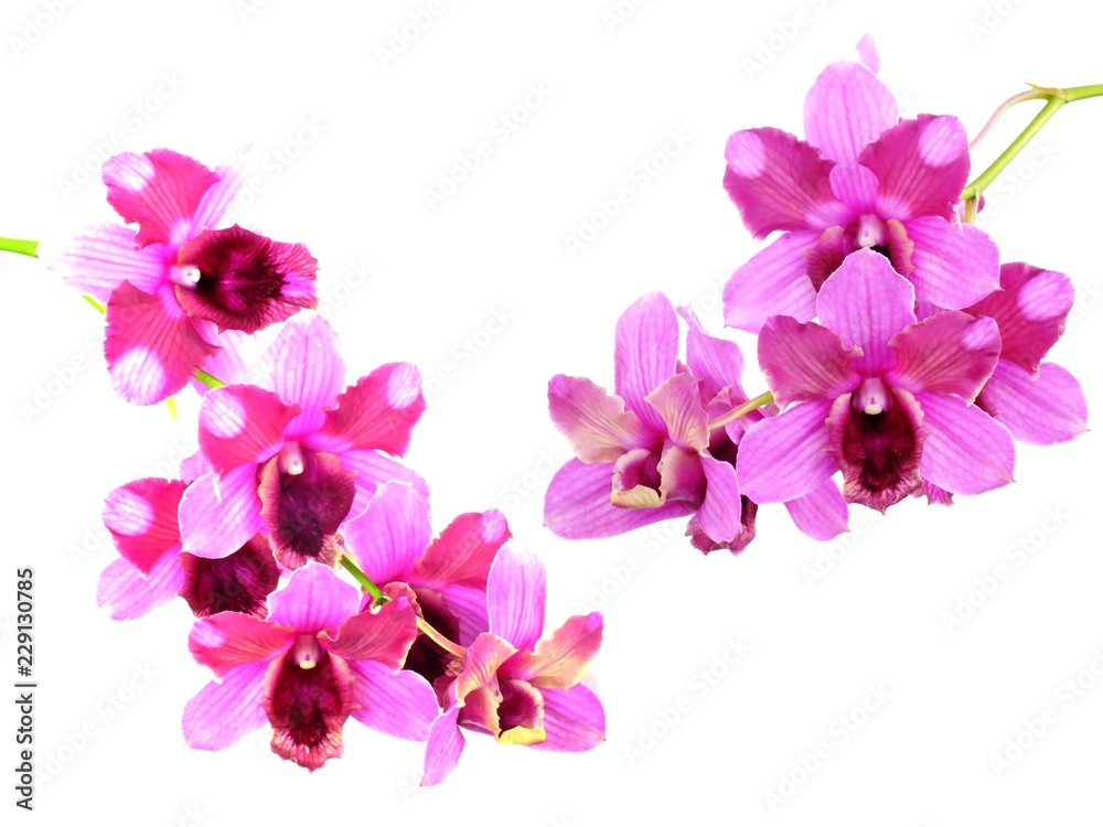 pink orchids flower bouquet isolated on white background pink orchids flower bouquet isolated on white background
