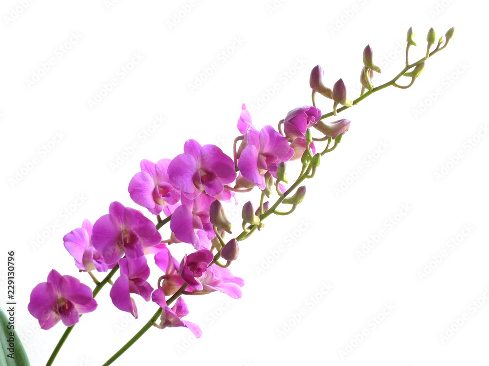 Naklejka premium pink orchids flower bouquet isolated on white background
