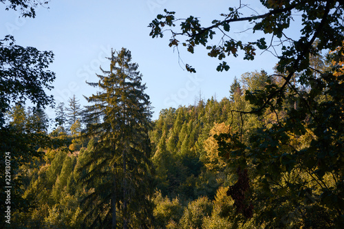 Big conifer tree in the mixed forest  autumn season