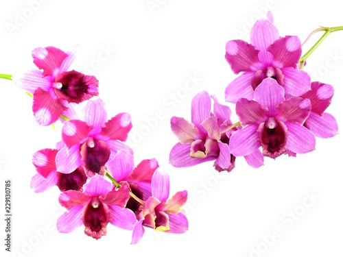 Fototapeta Naklejka Na Ścianę i Meble -  pink orchids flower  bouquet isolated on white background