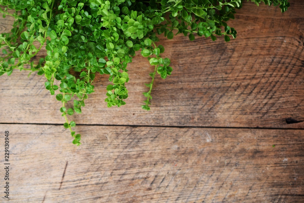 wooden texture and green leaves ivy with space copy background wooden texture and green leaves ivy with space copy background