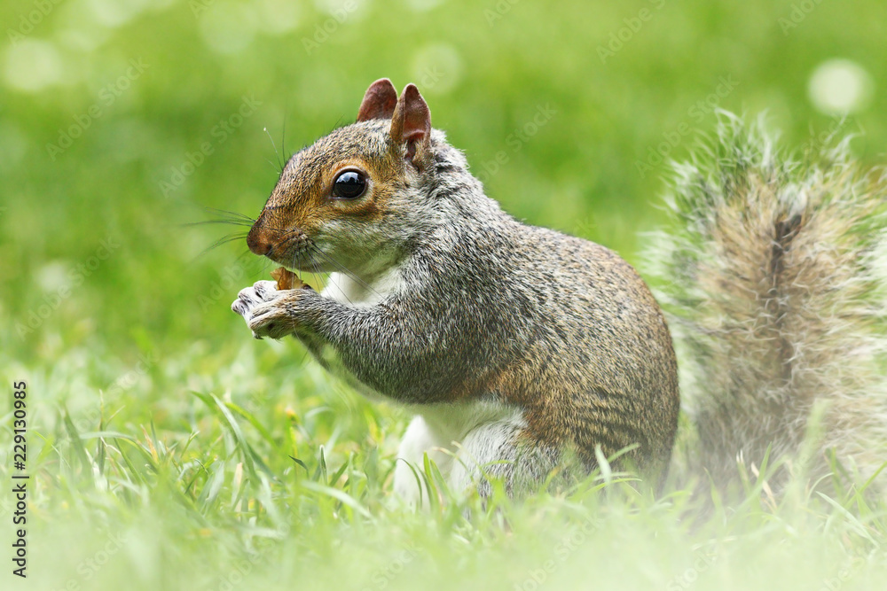cute grey squirrel in the grass cute grey squirrel in the grass