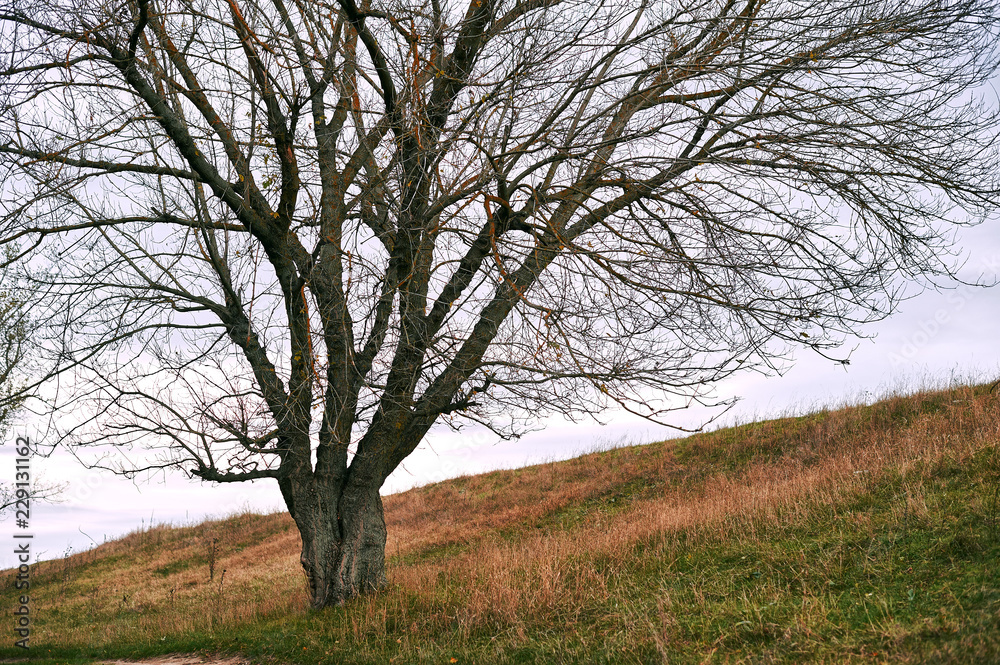one tree without leaves is on the hill - beautiful autumn landscape in forest and moody sky one tree without leaves is on the hill - beautiful autumn landscape in forest and moody sky