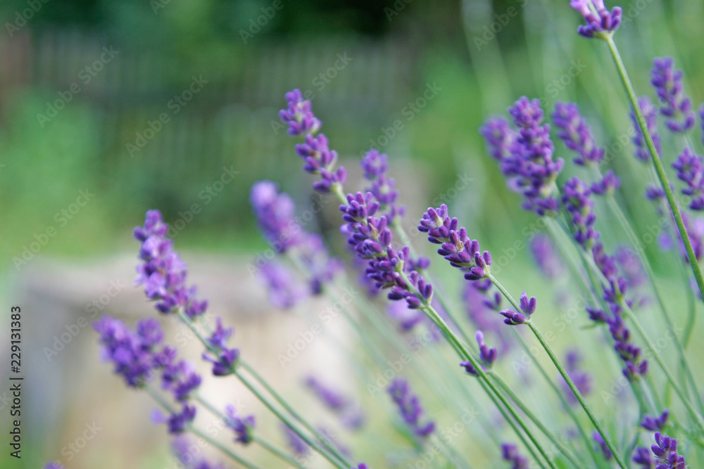 Obraz premium lavender on green background