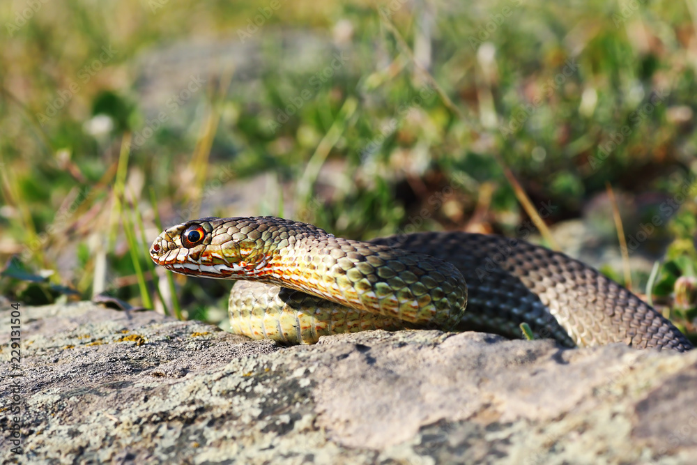 Fototapeta premium eastern montpellier snake in natural habitat