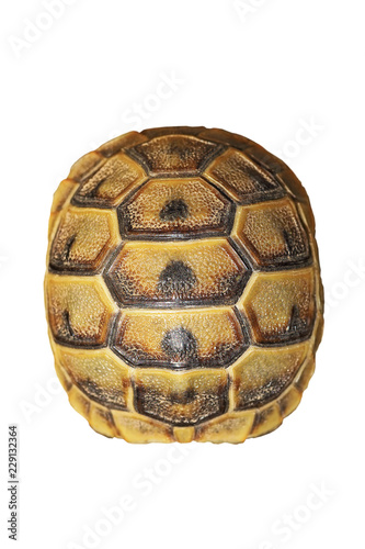 greek turtoise shell on white background