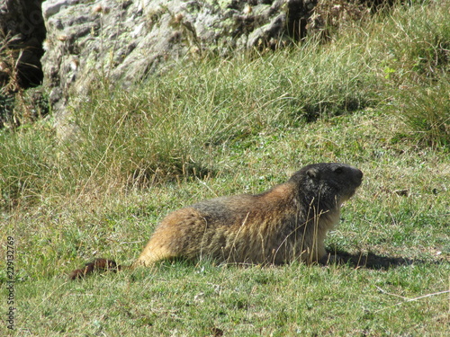 lacs des Pyrénées et animaux 