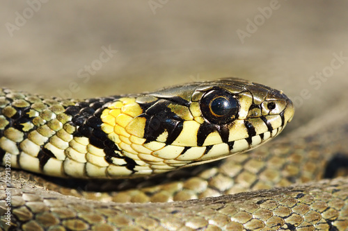 macro portrait of colorful grass snake