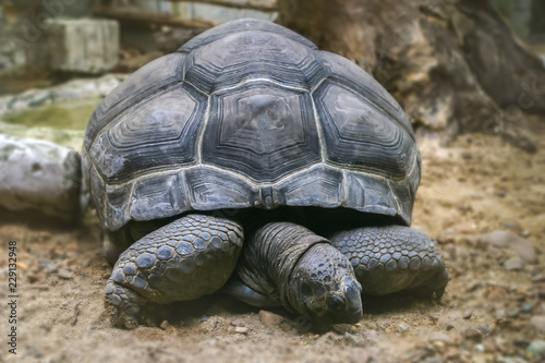 The big dark Aldabra tortoise (science name: Aldabrachelys gigantean, Testudo elephantina) was sleepy with soft sunlight afternoon. This animal is one in species of biggest tortoise in the world.