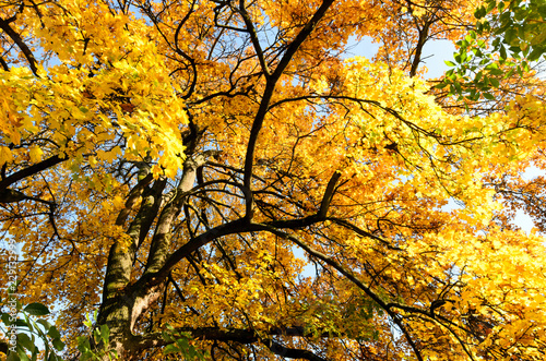 Indian Summer  Sch  nheit des Herbstes am See  Sp  tsommer  Indian Summer  wundervolle Farben im Wald  weiches  stimmungsvolles Licht   