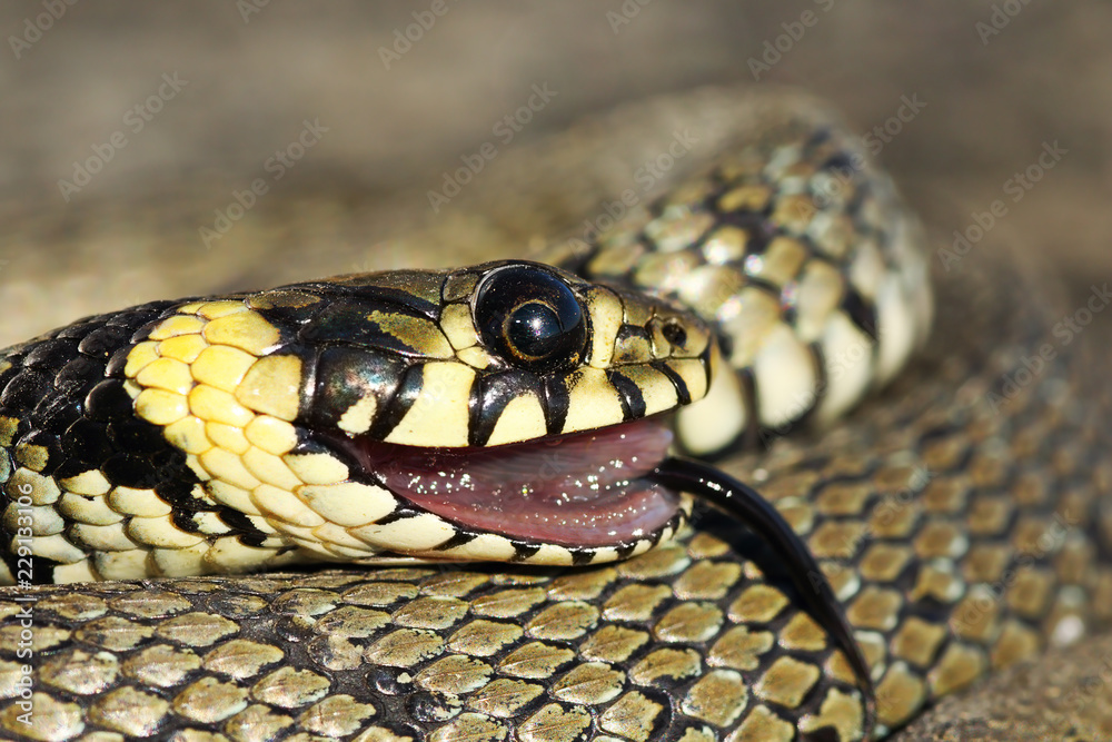 portrait of grass snake in thanatosis portrait of grass snake in thanatosis