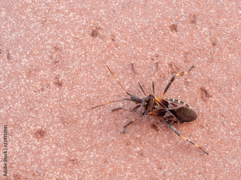 Insect pest, Western conifer seed bug, Leptoglossus occidentalis, sometimes abbreviated as WCSB.