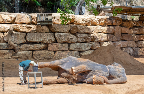 Elephant keeper clean leg of his lying animal