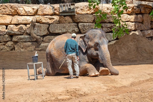 Elephant keeper clean his lying animal