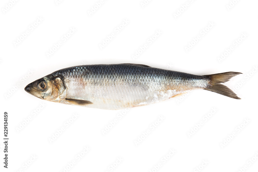 Fresh atlantic mackerel isolated on white Fresh atlantic mackerel isolated on white