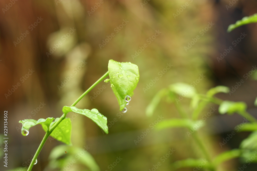 green plant feel fresh in morning