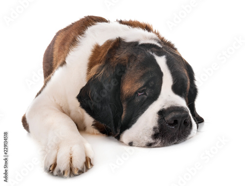 Photos saint bernard in studio