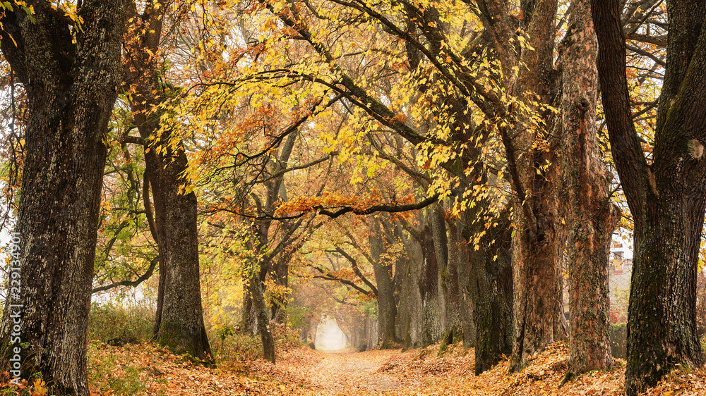 Beautiful autumn lane in the forest.