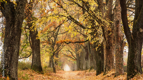 Beautiful autumn lane in the forest. © murmakova