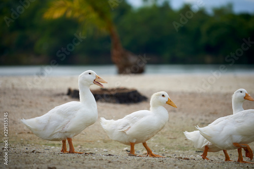 White ducklings